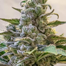 Lemon Cake Fast > high Speeds Buds